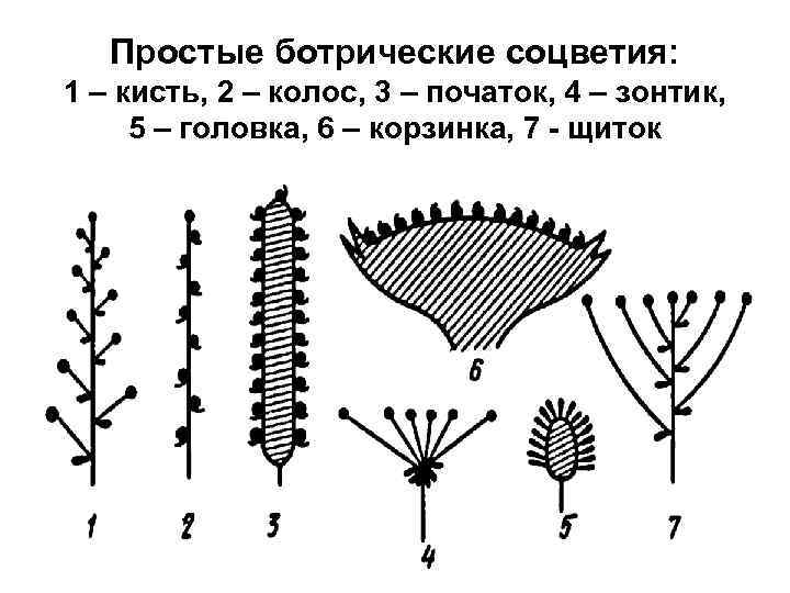 Простые ботрические соцветия: 1 – кисть, 2 – колос, 3 – початок, 4 –