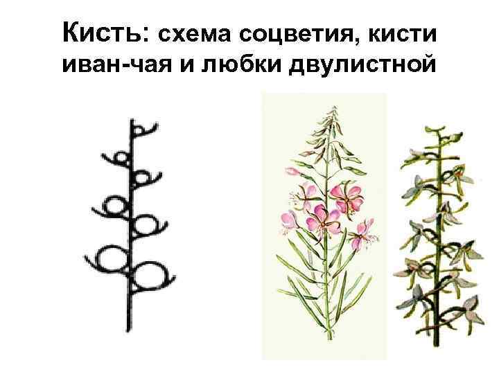 Кисть: схема соцветия, кисти иван-чая и любки двулистной 