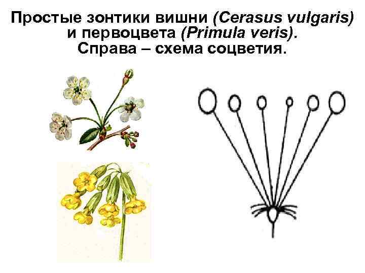 Простые зонтики вишни (Cerasus vulgaris) и первоцвета (Primula veris). Справа – схема соцветия. 