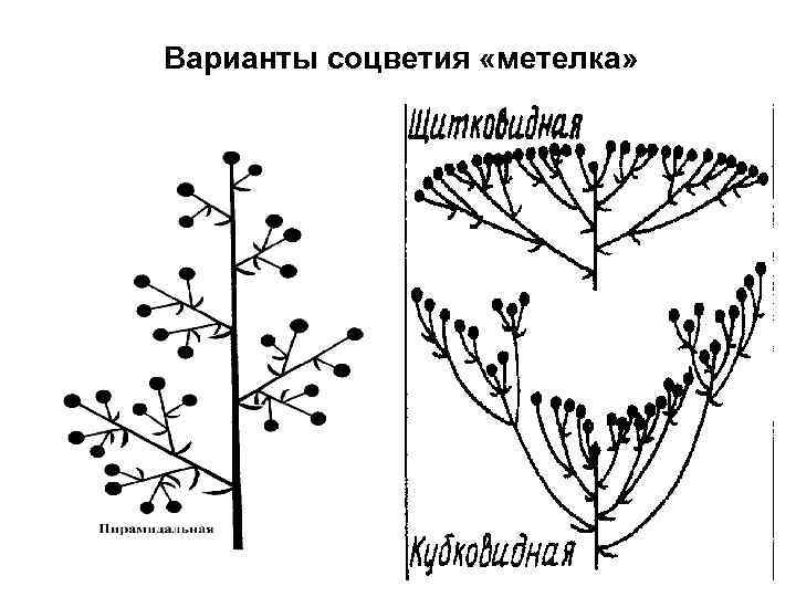 Варианты соцветия «метелка» 