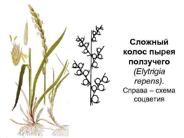 Сложный колос пырея ползучего (Elytrigia repens). Справа – схема соцветия 