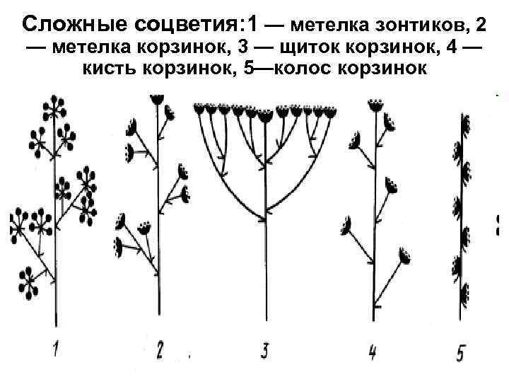 Соцветия кисть головка метелка