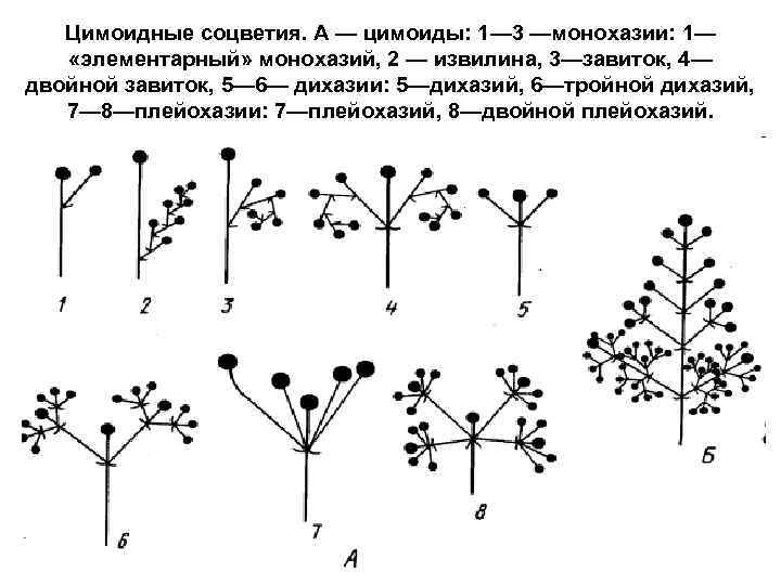 Цимоидные соцветия. А — цимоиды: 1— 3 —монохазии: 1— «элементарный» монохазий, 2 — извилина,