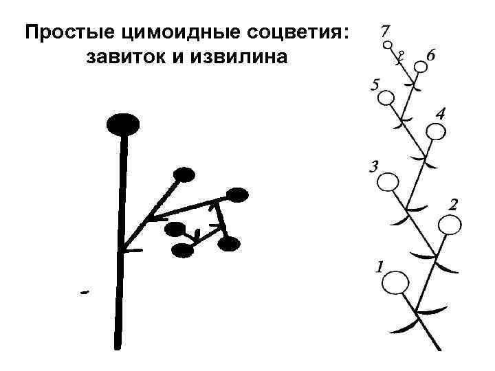 Простые цимоидные соцветия: завиток и извилина 