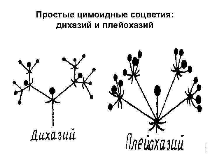 Простые цимоидные соцветия: дихазий и плейохазий 