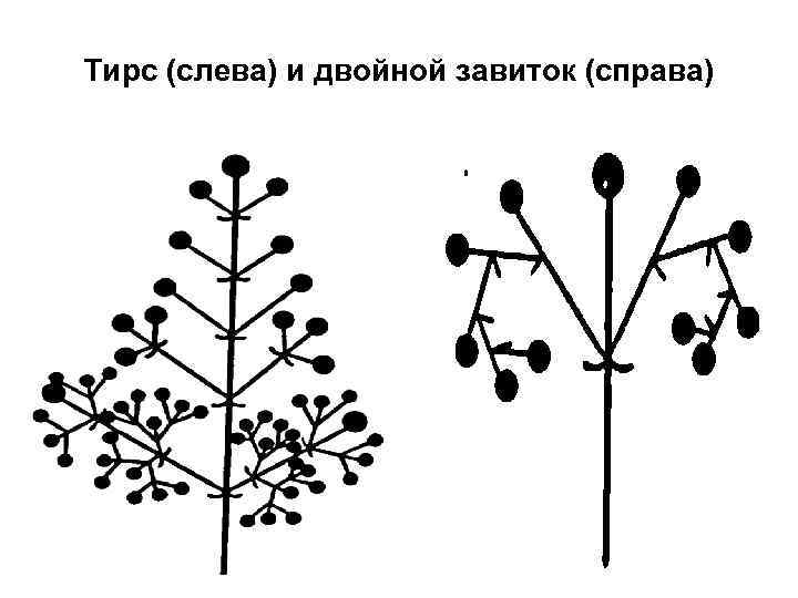 Схемы простых ботриоидных соцветий