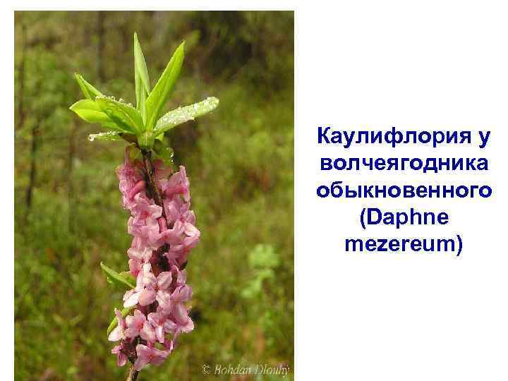 Каулифлория у волчеягодника обыкновенного (Daphne mezereum) 