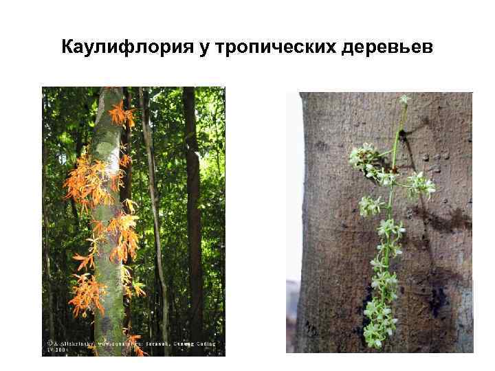 Каулифлория у тропических деревьев 