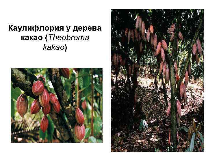 Каулифлория у дерева какао (Theobroma kakao) 