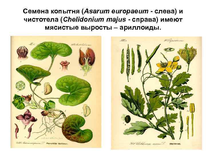 Семена копытня (Asarum europaeum - слева) и чистотела (Chelidonium majus - справа) имеют мясистые