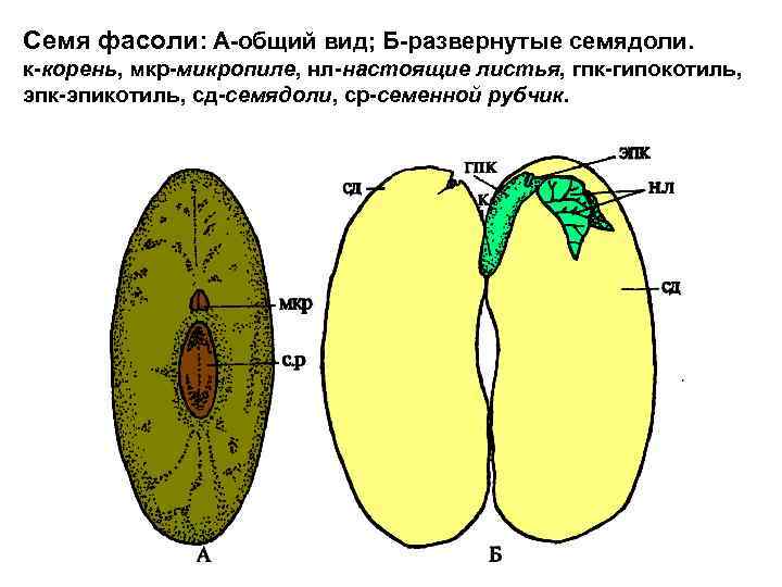 Гипокотиль у растений. Строение семени микропиле. Строение семени сои. Отверстие микропиле. Строение зерна бобовых.