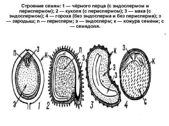 Строение семян: 1 — чёрного перца (с эндоспермом и периспермом); 2 — куколя (с
