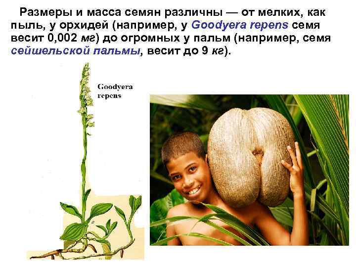Размеры и масса семян различны — от мелких, как пыль, у орхидей (например, у