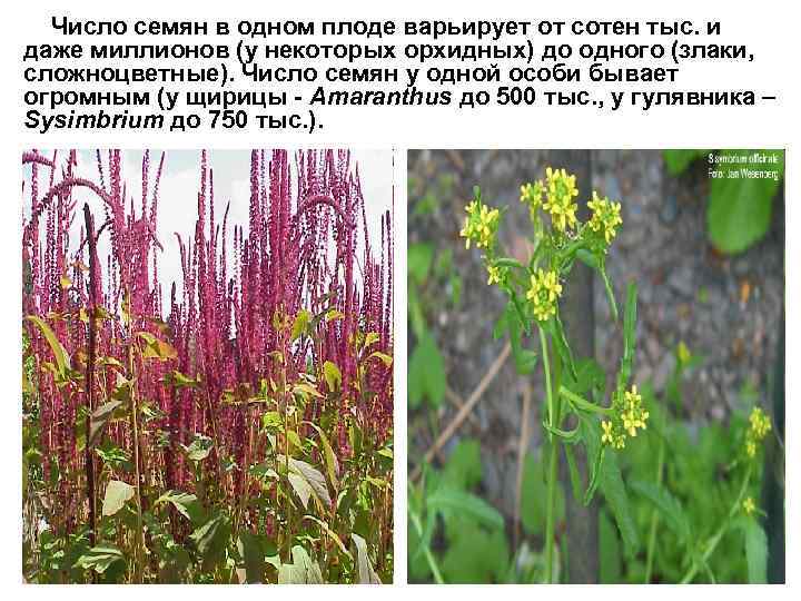 Число семян в одном плоде варьирует от сотен тыс. и даже миллионов (у некоторых