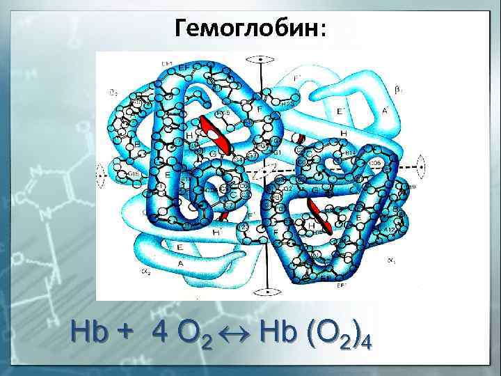 Гемоглобин: Hb + 4 O 2 Hb (O 2)4 