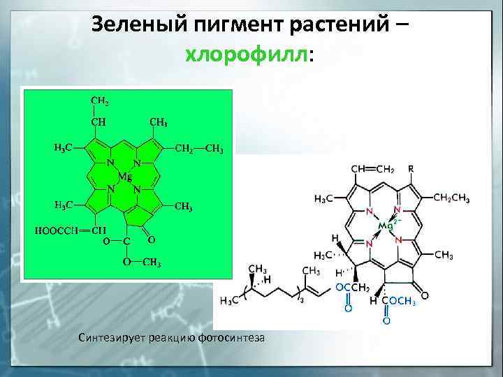 Зеленый пигмент растений – хлорофилл: Синтезирует реакцию фотосинтеза 