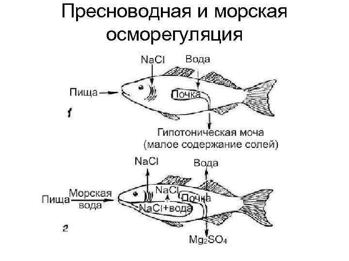 Пресноводная и морская осморегуляция 