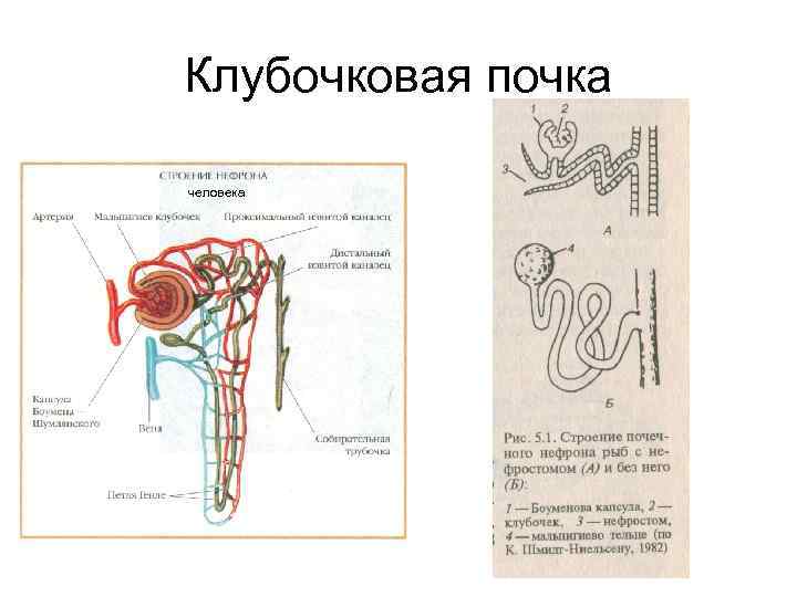 Клубочковая почка человека 