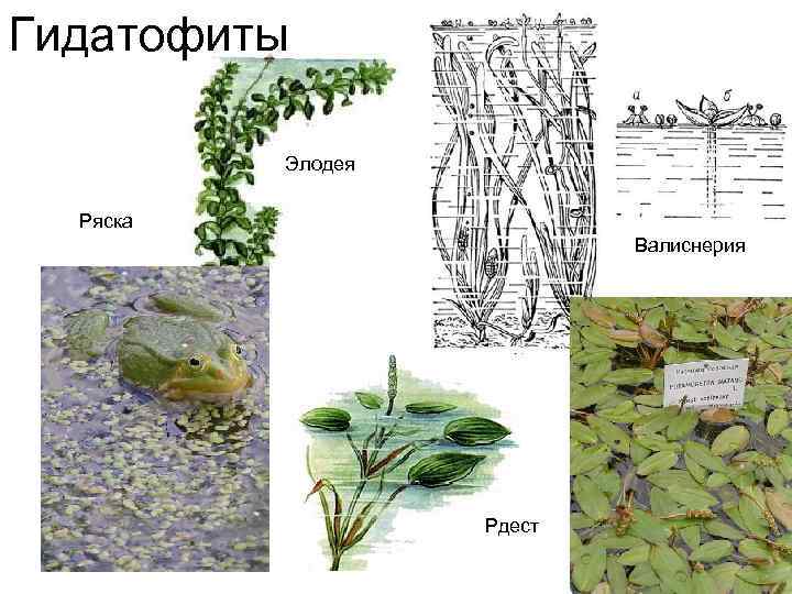 Особенности строения водных растений. Элодея гидатофит. Растения гидрофиты и Гидатофиты. Ряска гидатофит. Гидатофиты устьица.