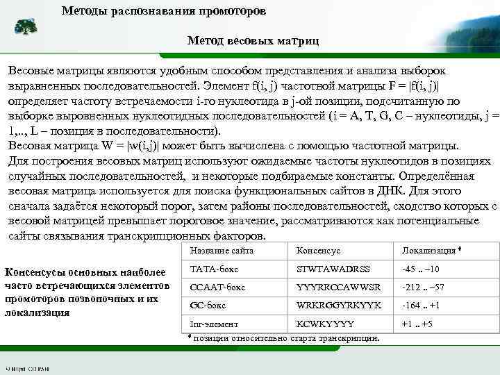 Методы распознавания промоторов Метод весовых матриц Весовые матрицы являются удобным способом представления и анализа