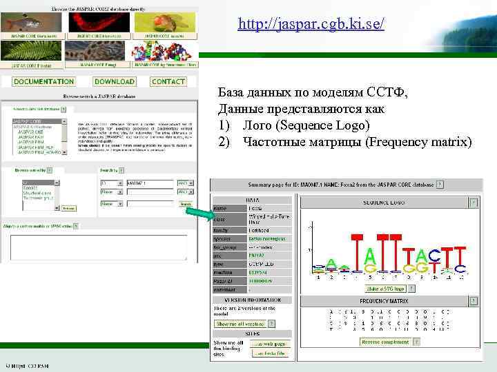 http: //jaspar. cgb. ki. se/ База данных по моделям ССТФ, Данные представляются как 1)