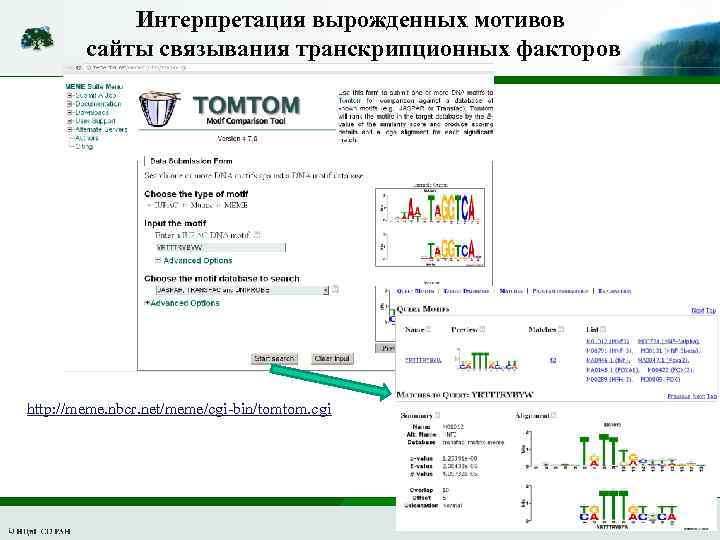 Интерпретация вырожденных мотивов сайты связывания транскрипционных факторов http: //meme. nbcr. net/meme/cgi-bin/tomtom. cgi 