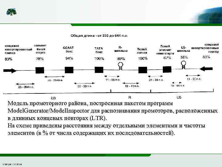 Модель промоторного района, построенная пакетом программ Model. Generator/Model. Inspector для распознавания промоторов, расположенных в