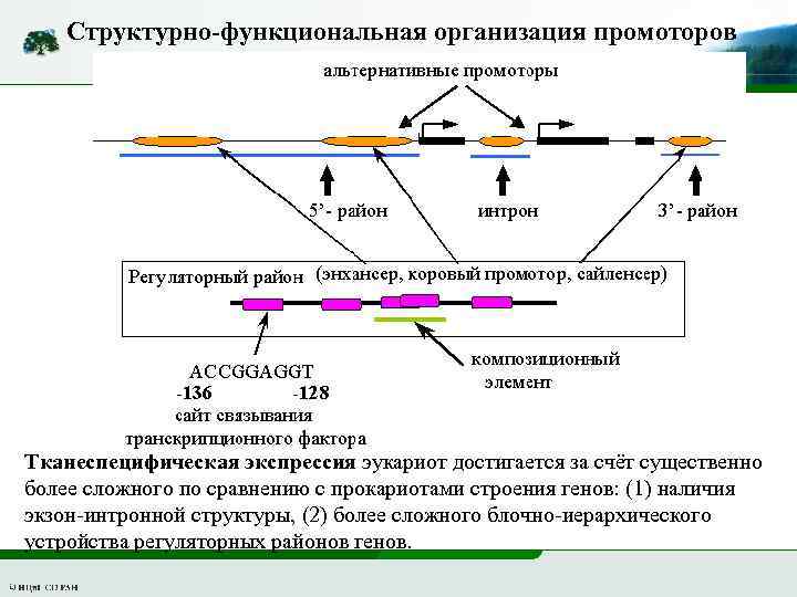 Структурно-функциональная организация промоторов Тканеспецифическая экспрессия эукариот достигается за счёт существенно более сложного по сравнению