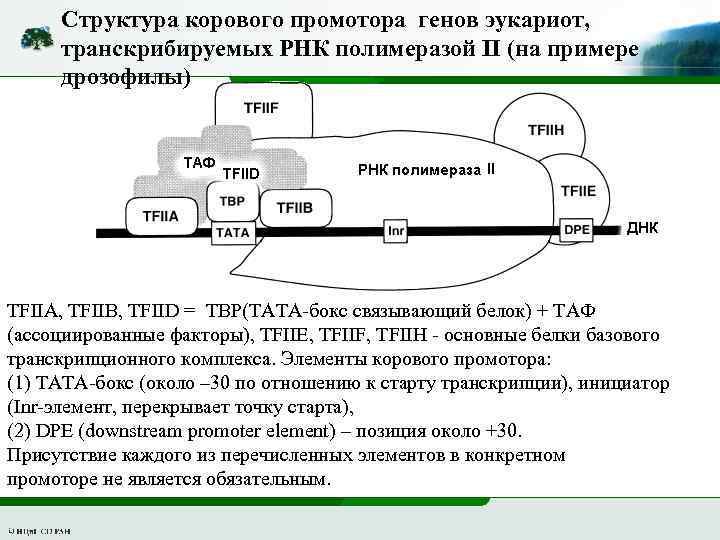 Структура корового промотора генов эукариот, транскрибируемых РНК полимеразой II (на примере дрозофилы) TFIIA, TFIIB,
