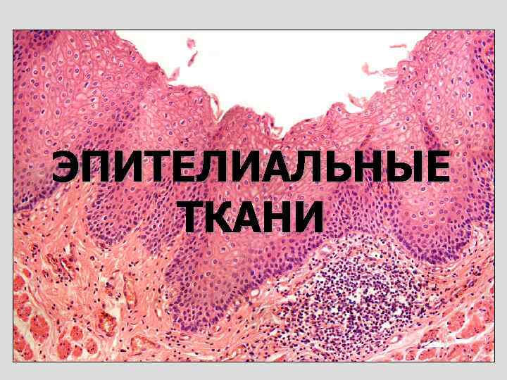 ЭПИТЕЛИАЛЬНЫЕ ТКАНИ 
