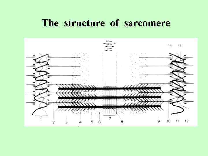 The structure of sarcomere 