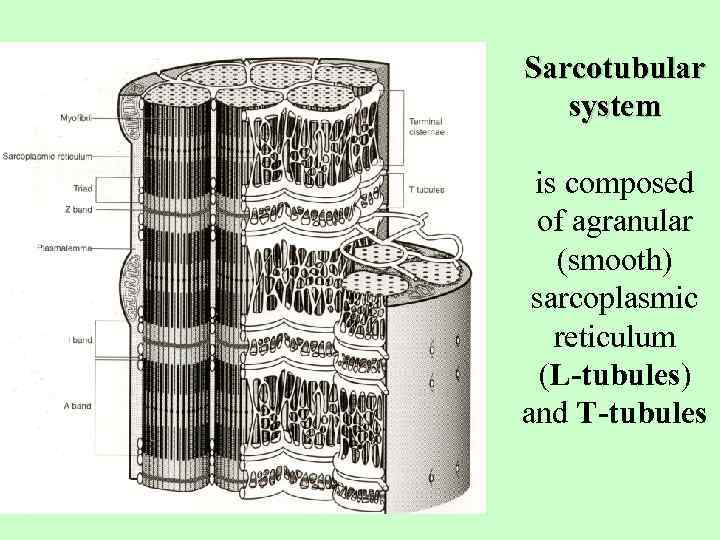 Sarcotubular system is composed of agranular (smooth) sarcoplasmic reticulum (L-tubules) and T-tubules 