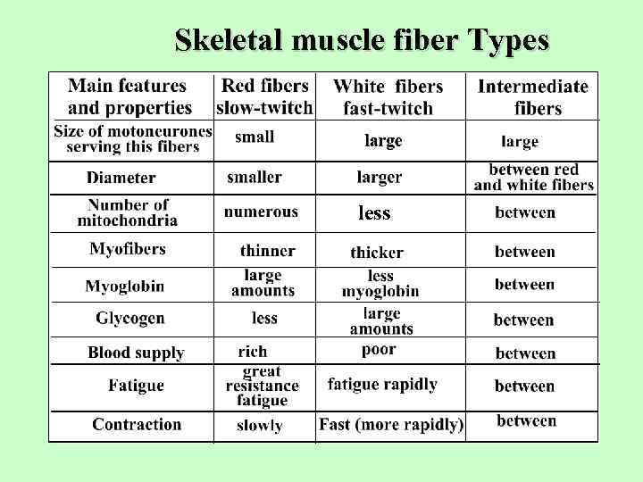 Skeletal muscle fiber Types less 
