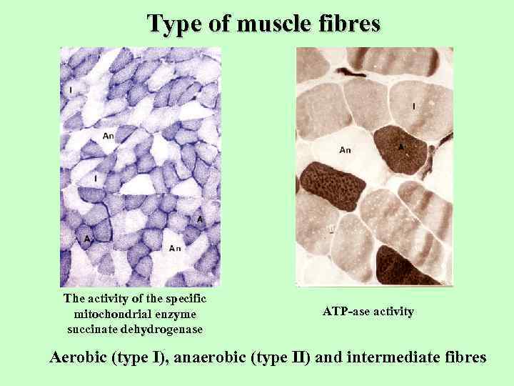 Type of muscle fibres The activity of the specific mitochondrial enzyme succinate dehydrogenase ATP-ase
