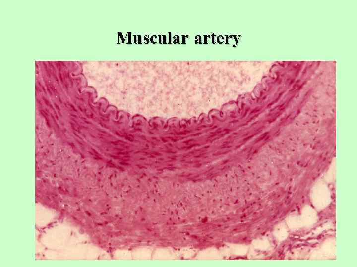 Muscular artery 