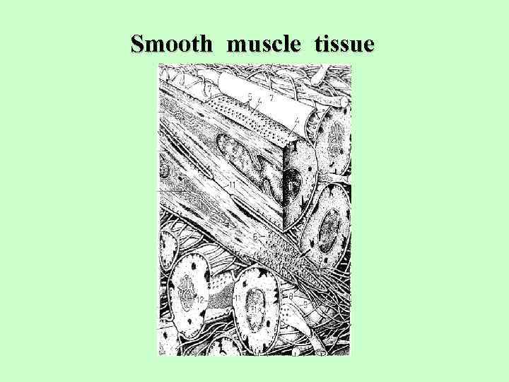 Smooth muscle tissue 