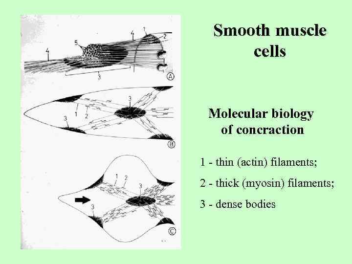 Smooth muscle cells Molecular biology of concraction 1 - thin (actin) filaments; 2 -