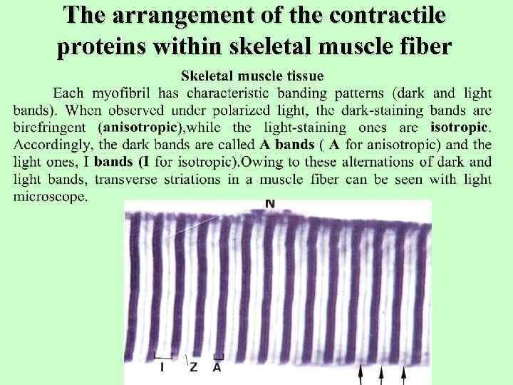 The arrangement of the contractile proteins within skeletal muscle fiber 