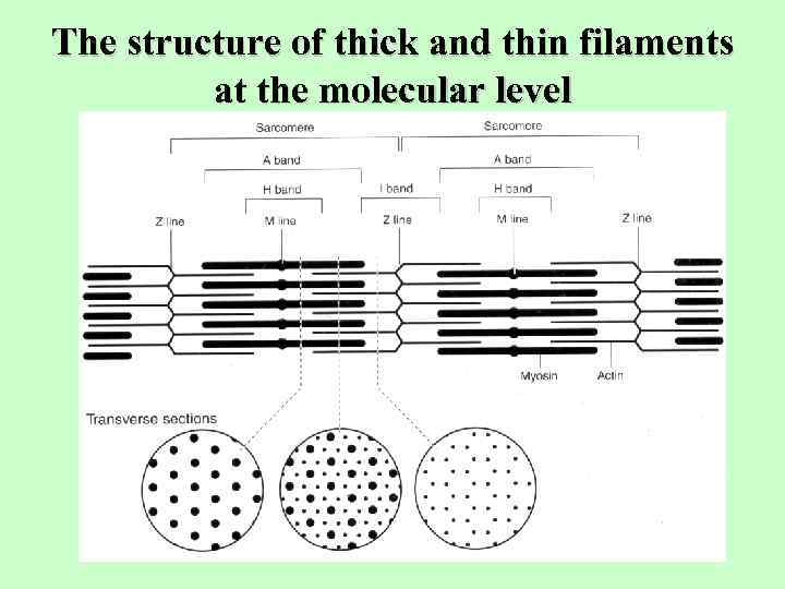 The structure of thick and thin filaments at the molecular level 