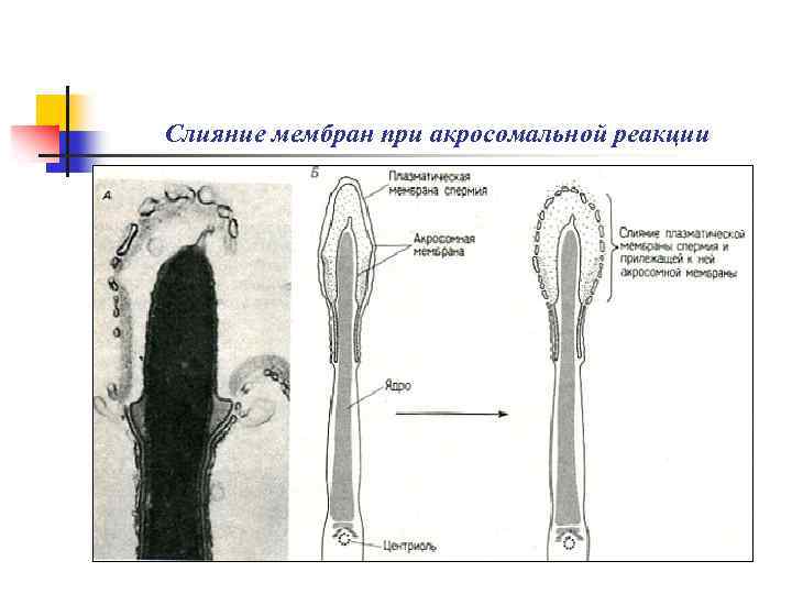 Слияние мембран при акросомальной реакции 
