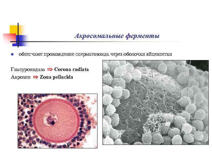 Акросомальные ферменты n облегчают прохождение сперматозоида через оболочки яйцеклетки Гиалуронидаза Corona radiata Акрозин Zona