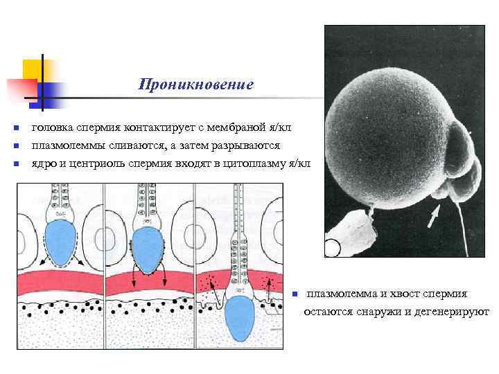 Проникновение n n n головка спермия контактирует с мембраной я/кл плазмолеммы сливаются, а затем