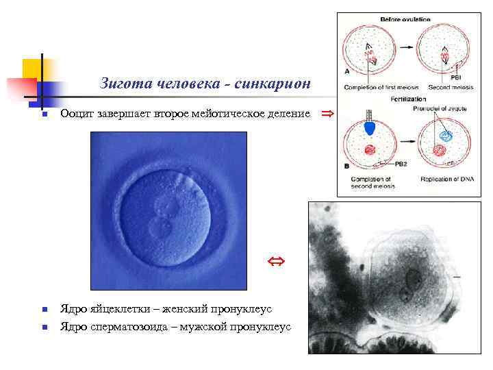 Эмбриогенез человека презентация