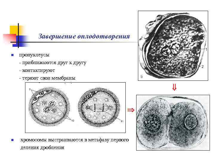 Дробление деление клетки