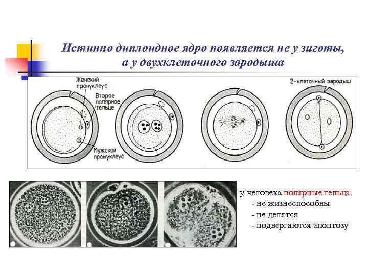 Ядро диплоидной клетки