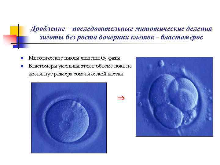 Начинается с митотического деления зиготы. Митотический цикл деления (дробления) бластомеров: *. Митотических делений зиготы. Дробление ряд последовательных митотических делений зиготы. Процесс деления зиготы без бластомеров.