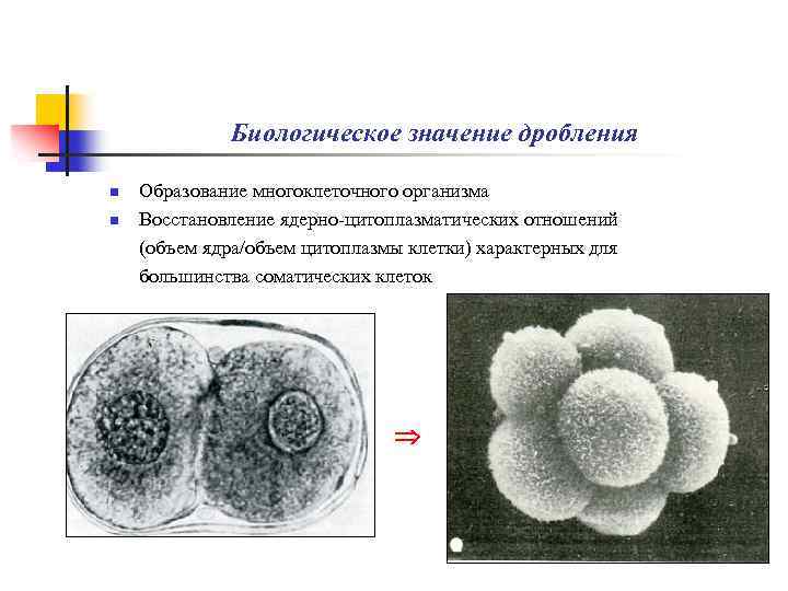 В результате дробления клетки. Дробление биологическая сущность дробления. Биологическое значение дробления. Биологический смысл дробления. Значение процесса дробления.