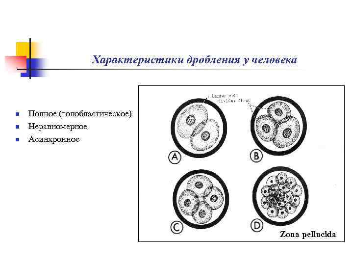 Неравномерное дробление. Полное равномерное синхронное дробление. Полное неравномерное асинхронное дробление. Дробление зиготы человека полное неравномерное асинхронное. Тип дробления зиготы полное неравномерное асинхронное.