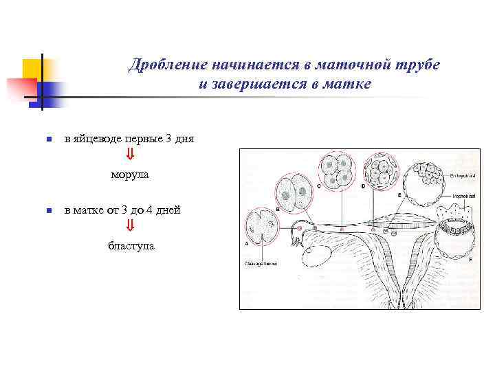 Эмбриогенез егэ схема