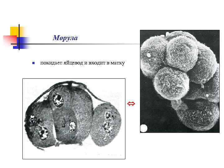 Морула n покидает яйцевод и входит в матку 